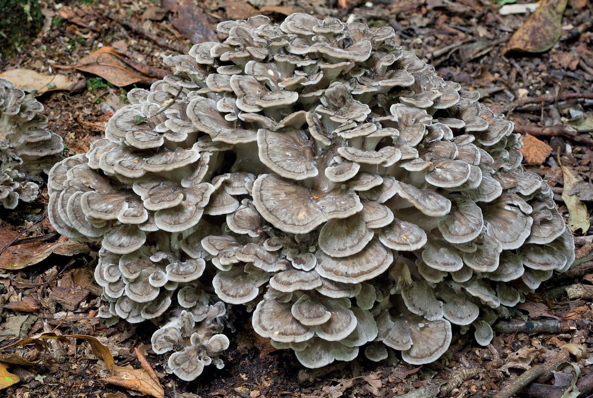 Grifola frondosa