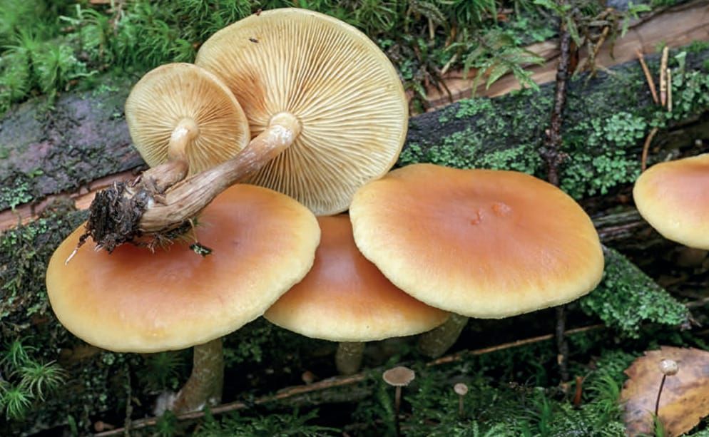 Gymnopilus penetrans