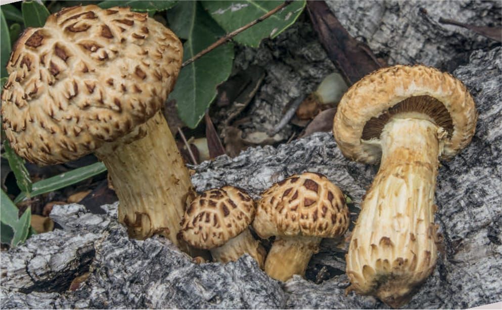 Gymnopilus suberis