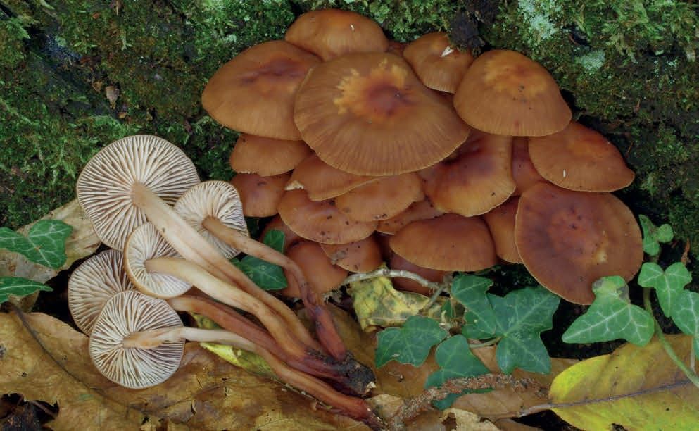 Gymnopus fusipes