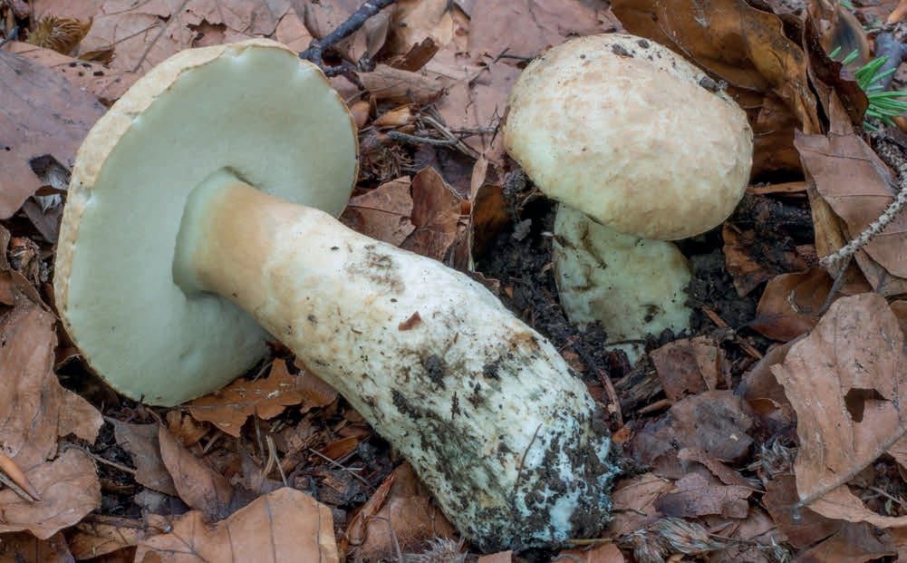 Gyroporus cyanescens