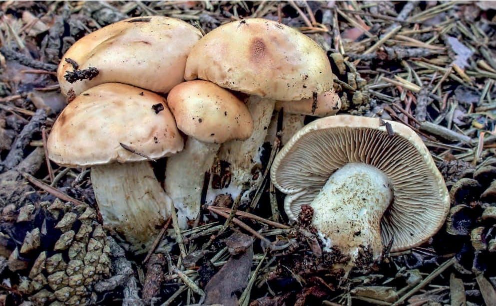 Hebeloma edurum