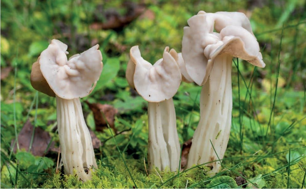 Helvella crispa