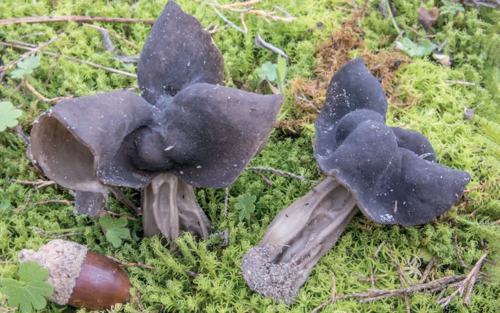 Helvella lacunosa