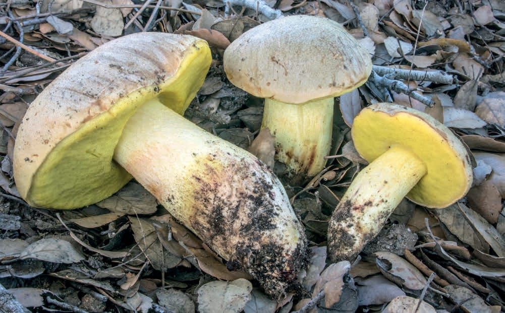 Hemileccinum impolitum