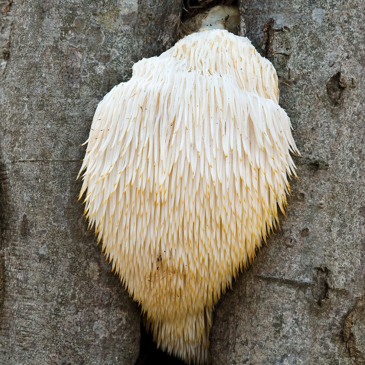 Hericium erinaceus