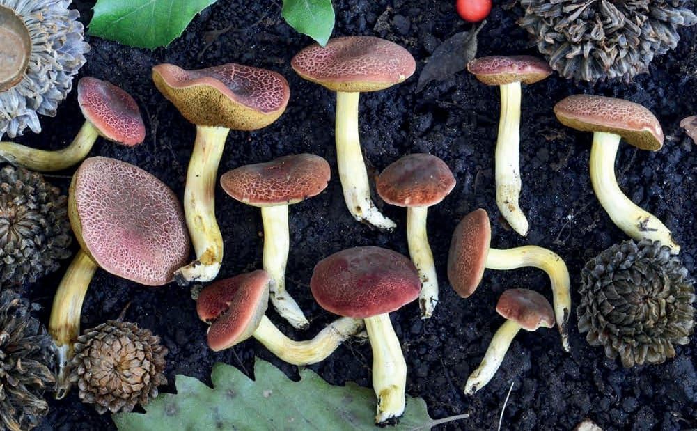 Hortiboletus rubellus