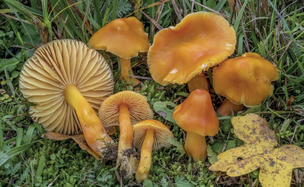 Hygrocybe aurantiosplendens