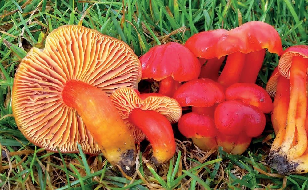 Hygrocybe splendidissima