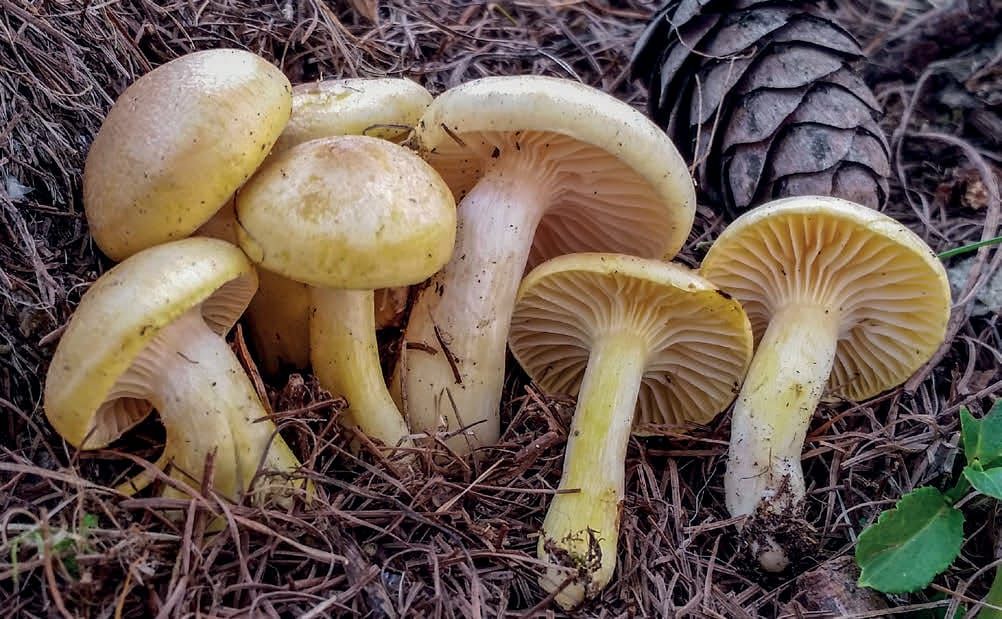 Hygrophorus lucorum