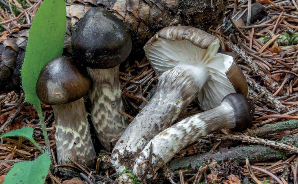 Hygrophorus olivaceoalbus