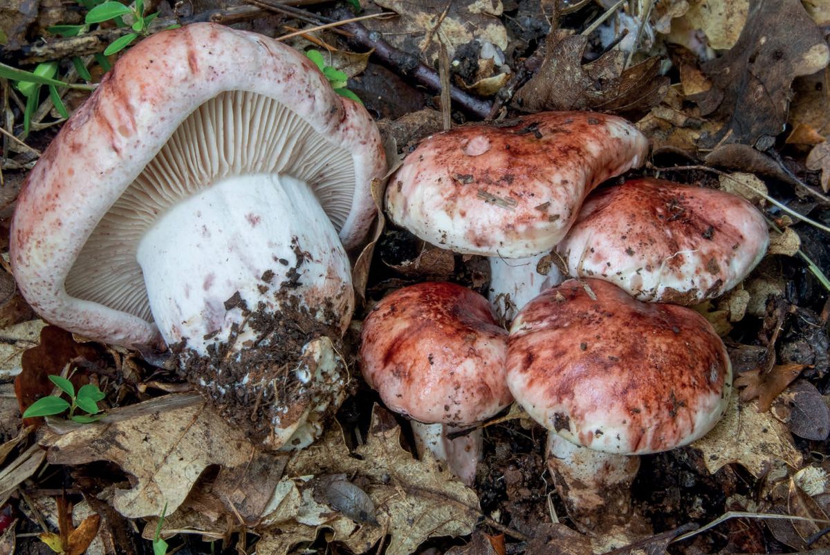 Hygrophorus russula