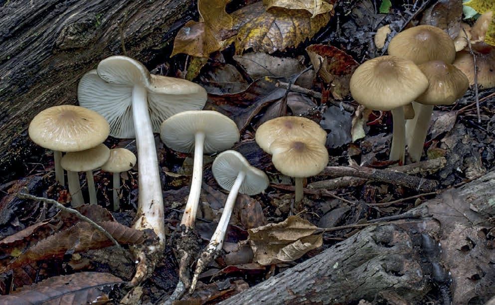 Hymenopellis radicata