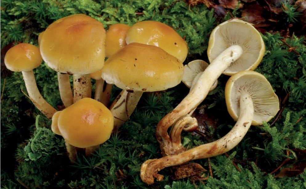 Hypholoma capnoides