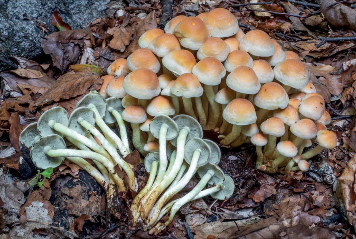 Hypholoma fasciculare