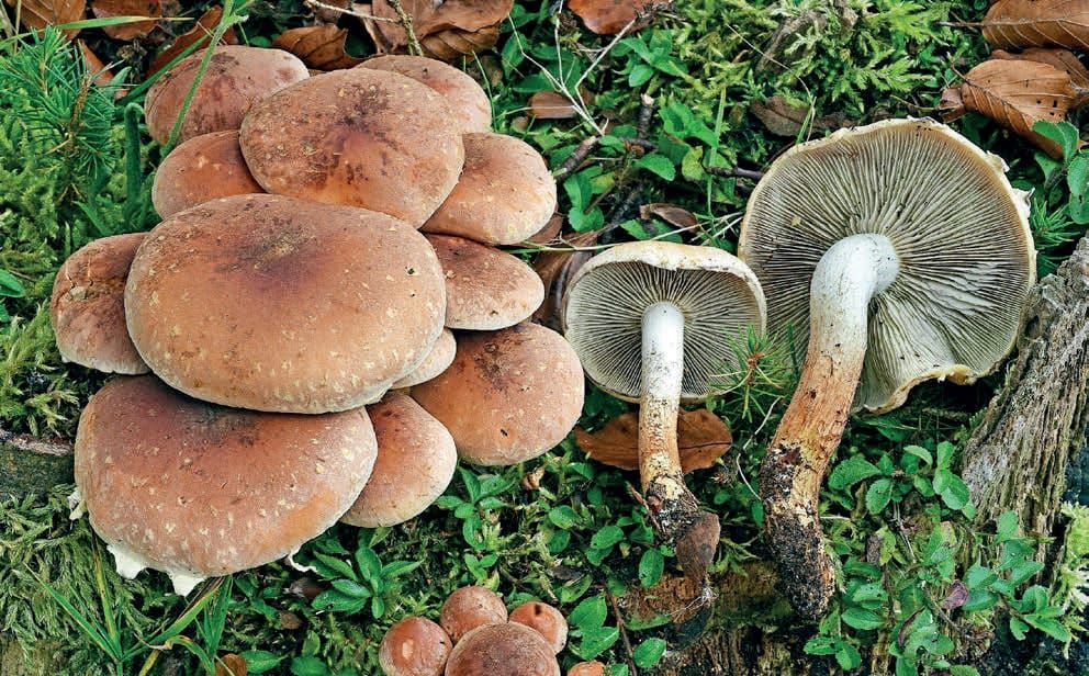 Hypholoma lateritium