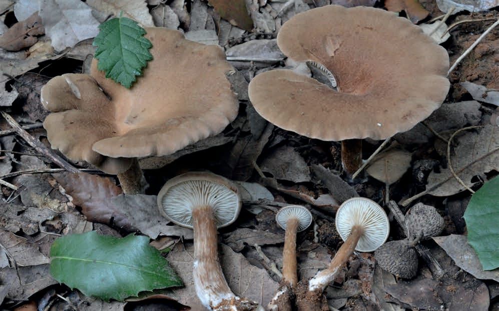 Infundibulicybe costata