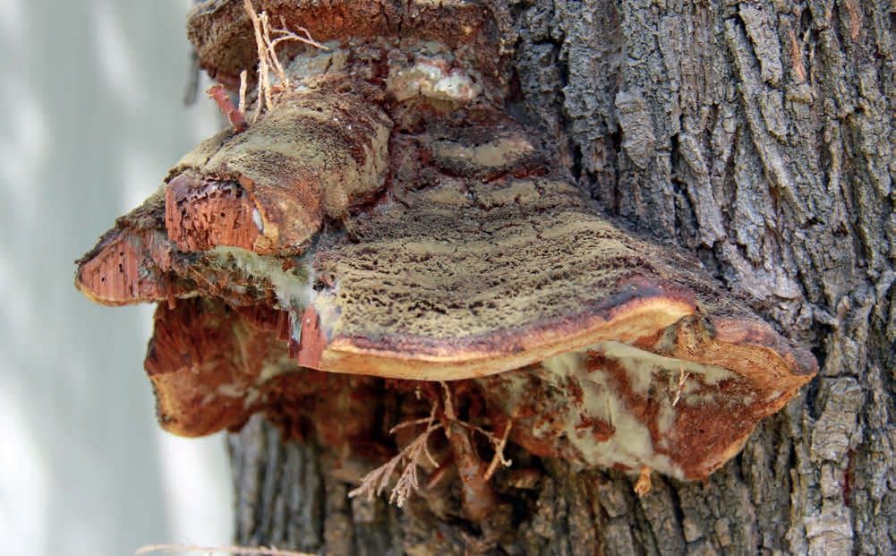 Inocutis tamaricis