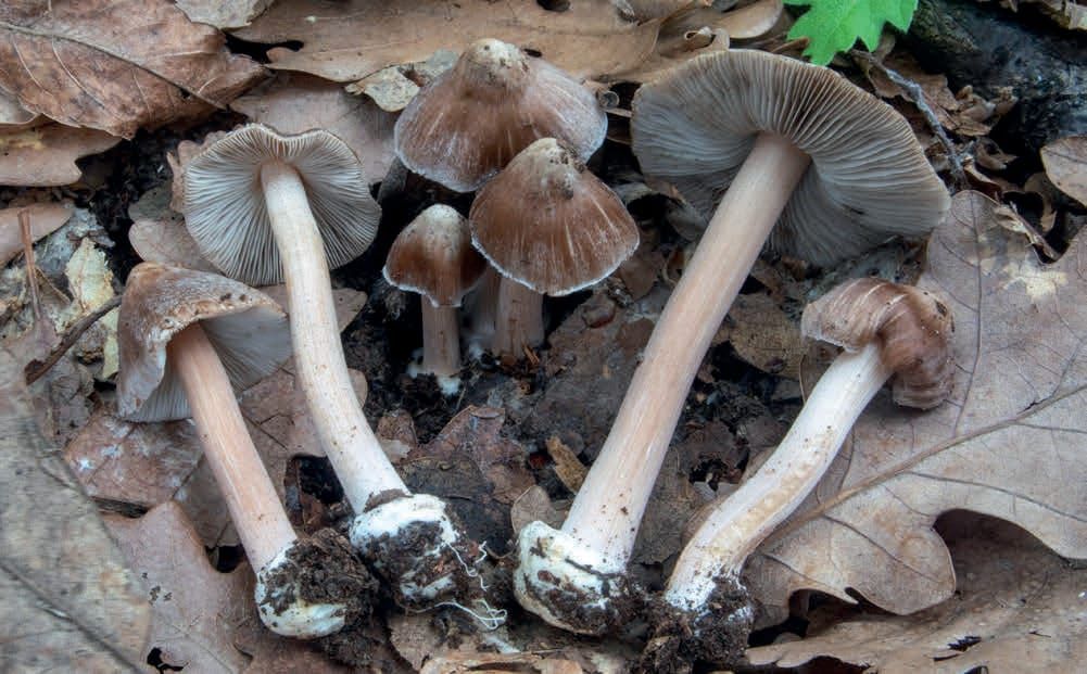 Inocybe asterospora
