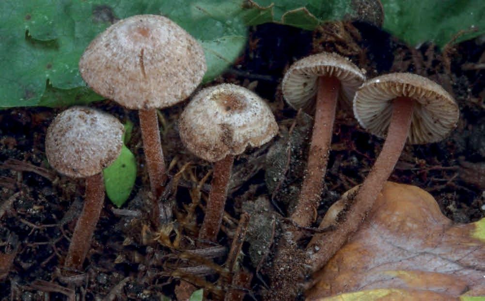 Inocybe petiginosa