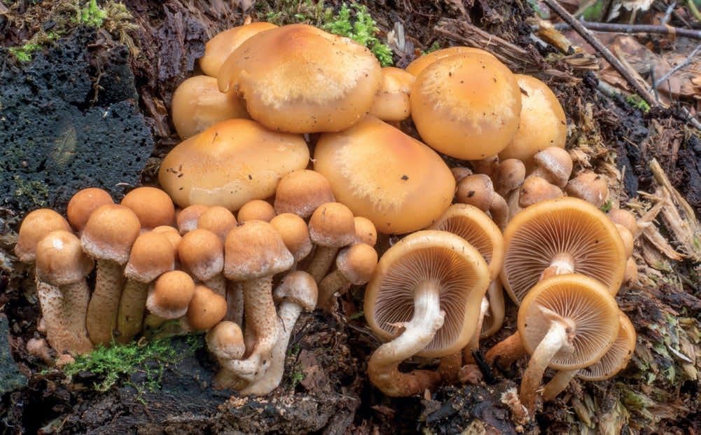 Kuehneromyces mutabilis