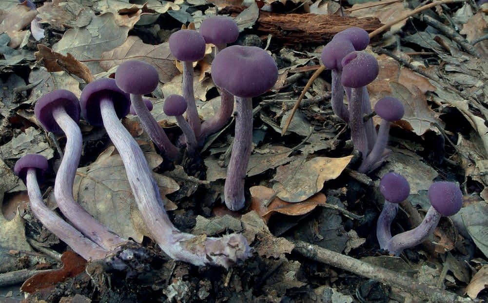 Laccaria amethystina