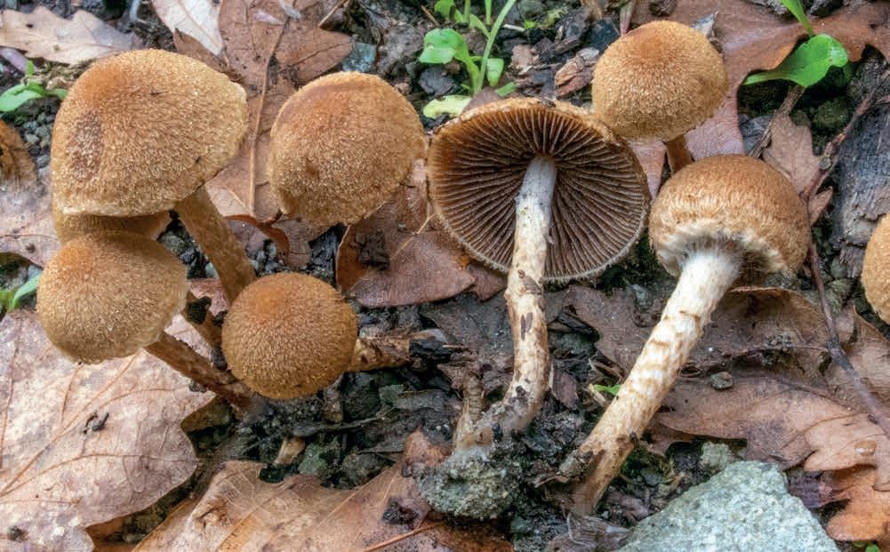 Lacrymaria lacrymabunda