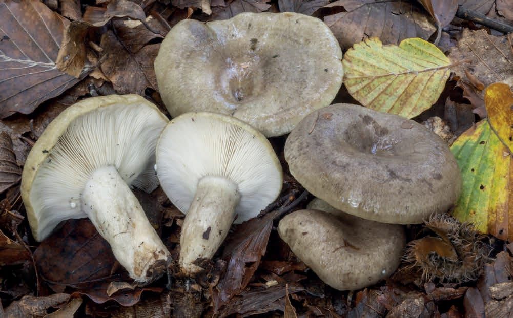 Lactarius blennius