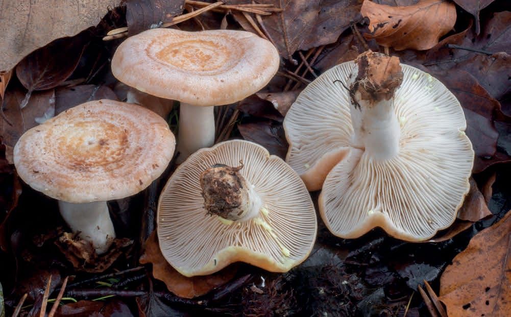 Lactarius chrysorrheus