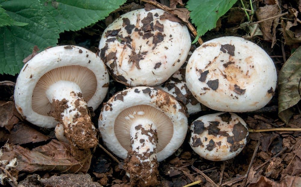 Lactarius controversus