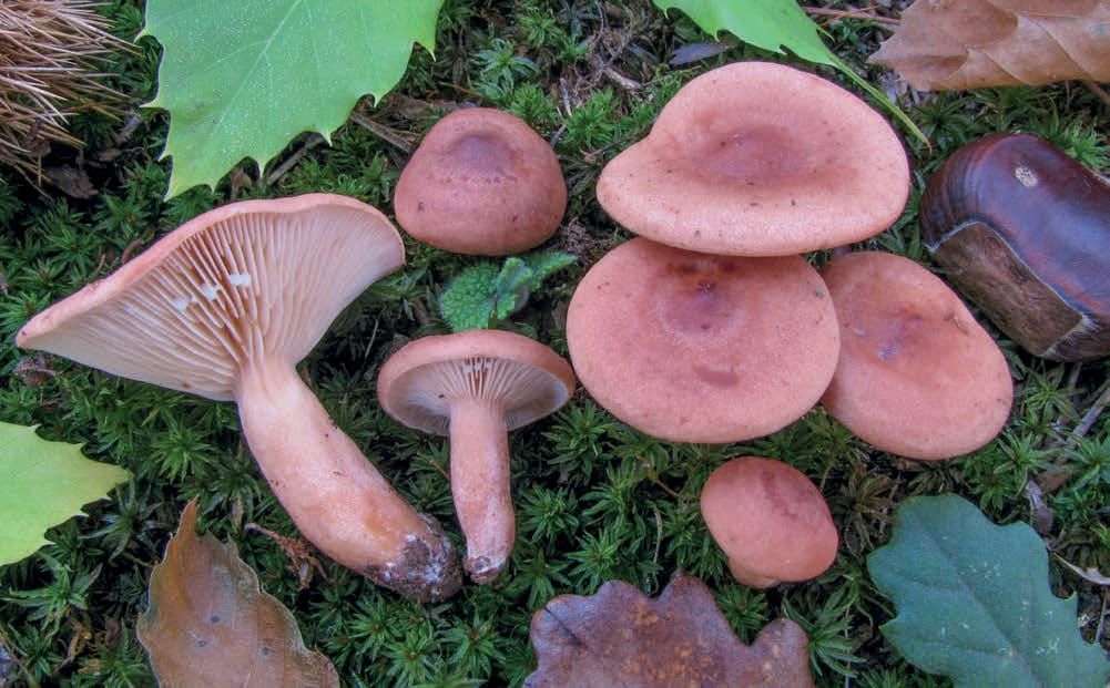 Lactarius decipiens