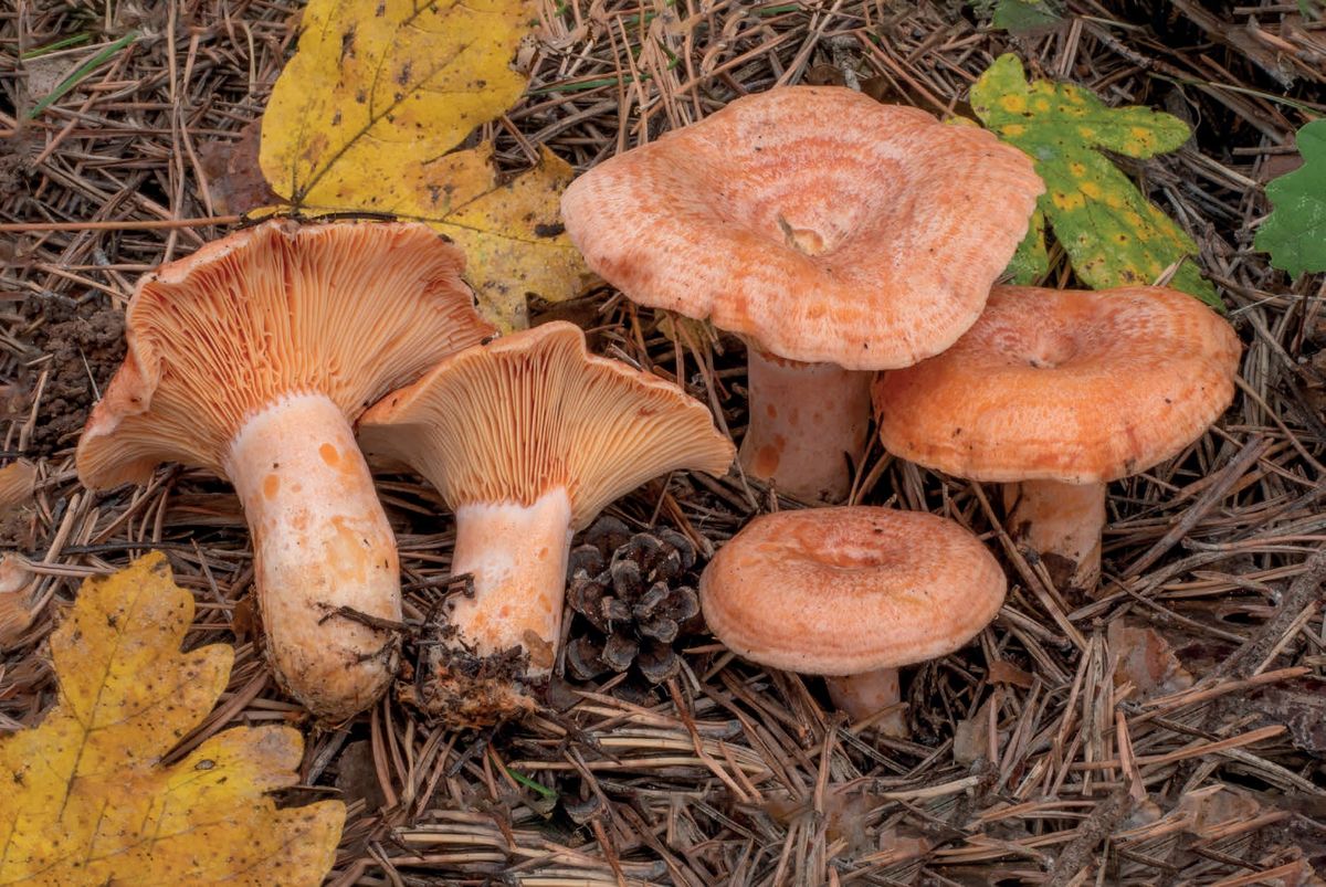 Lactarius deliciosus
