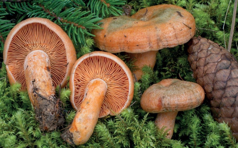 Lactarius deterrimus