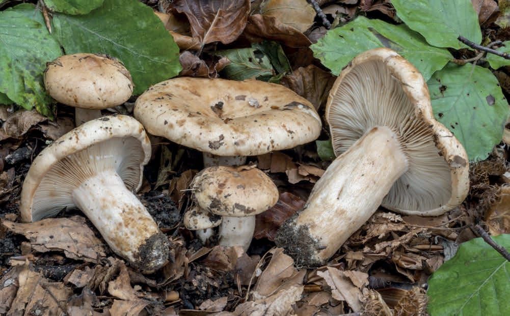 Lactarius pallidus