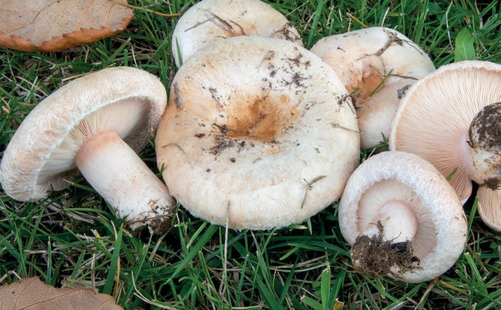 Lactarius pubescens