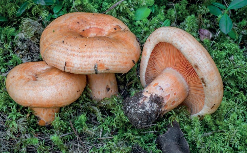 Lactarius salmonicolor