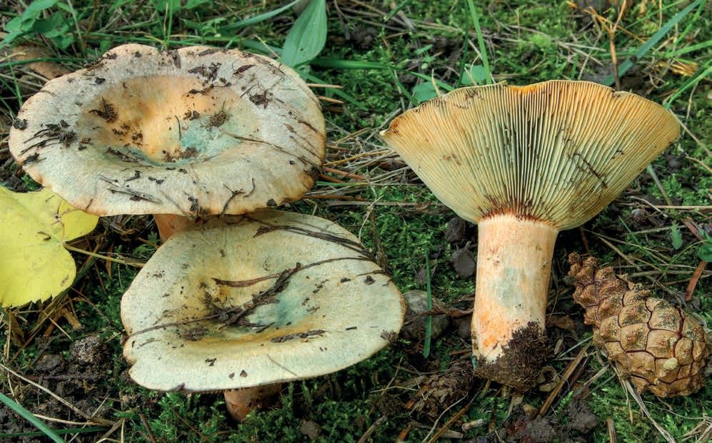 Lactarius semisanguifluus