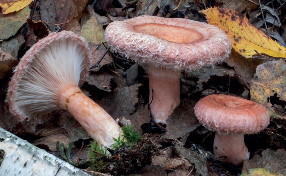 Lactarius torminosus