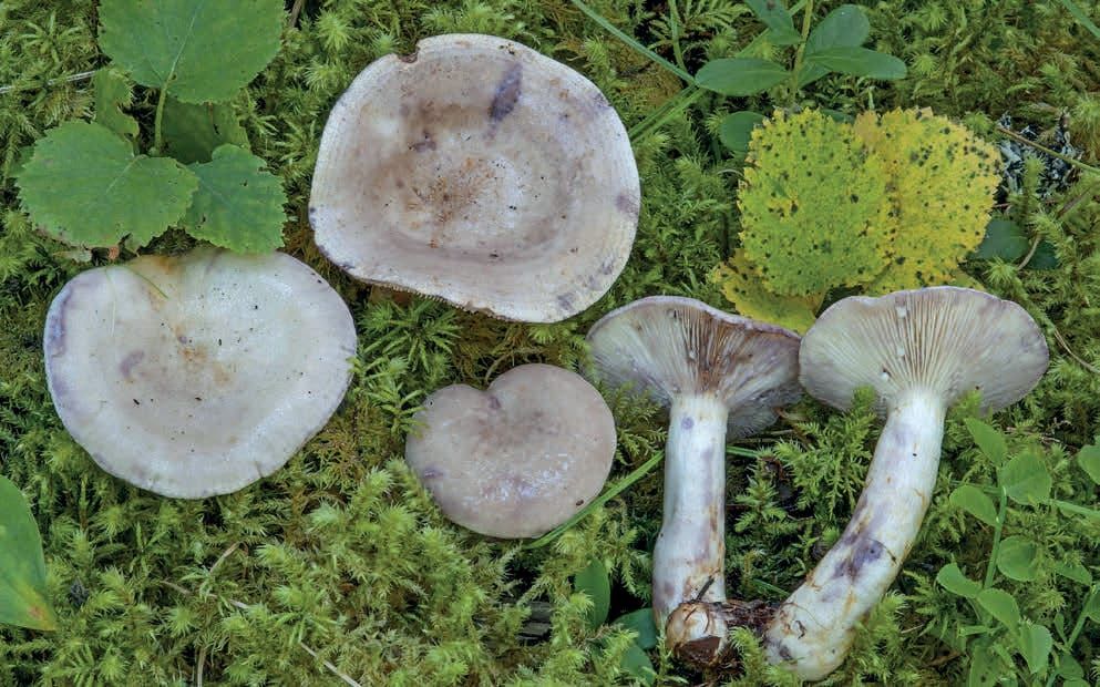 Lactarius uvidus
