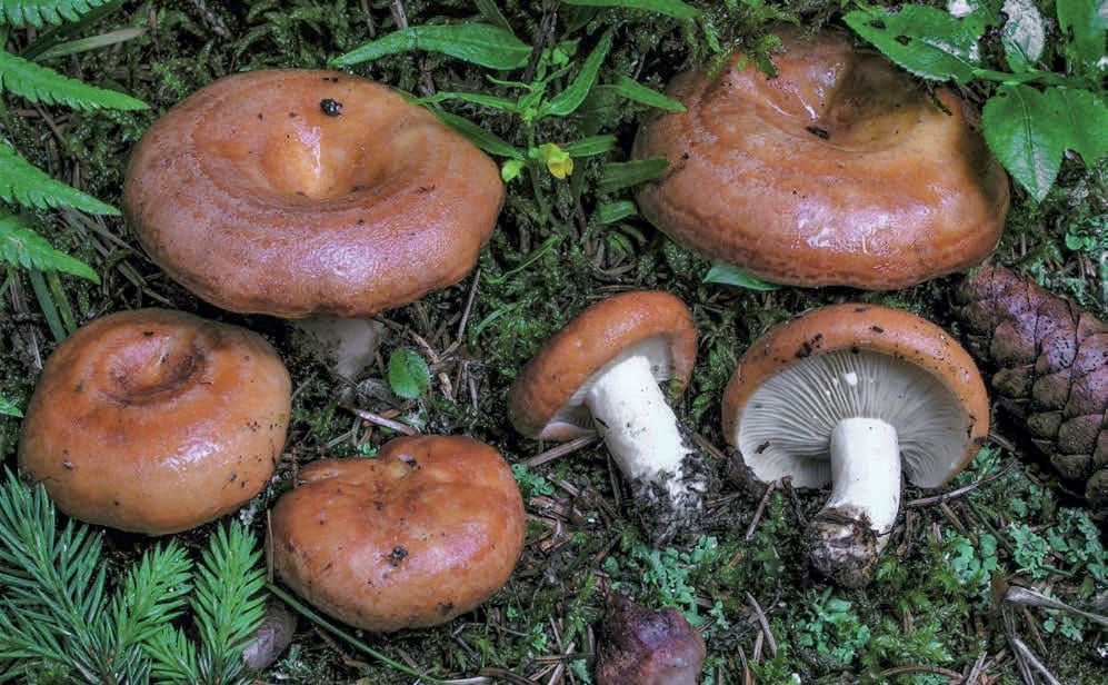 Lactarius zonarioides