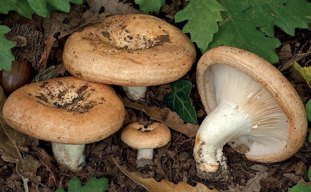 Lactarius zonarius