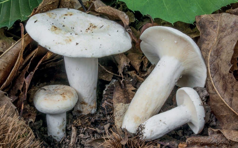 Lactifluus piperatus