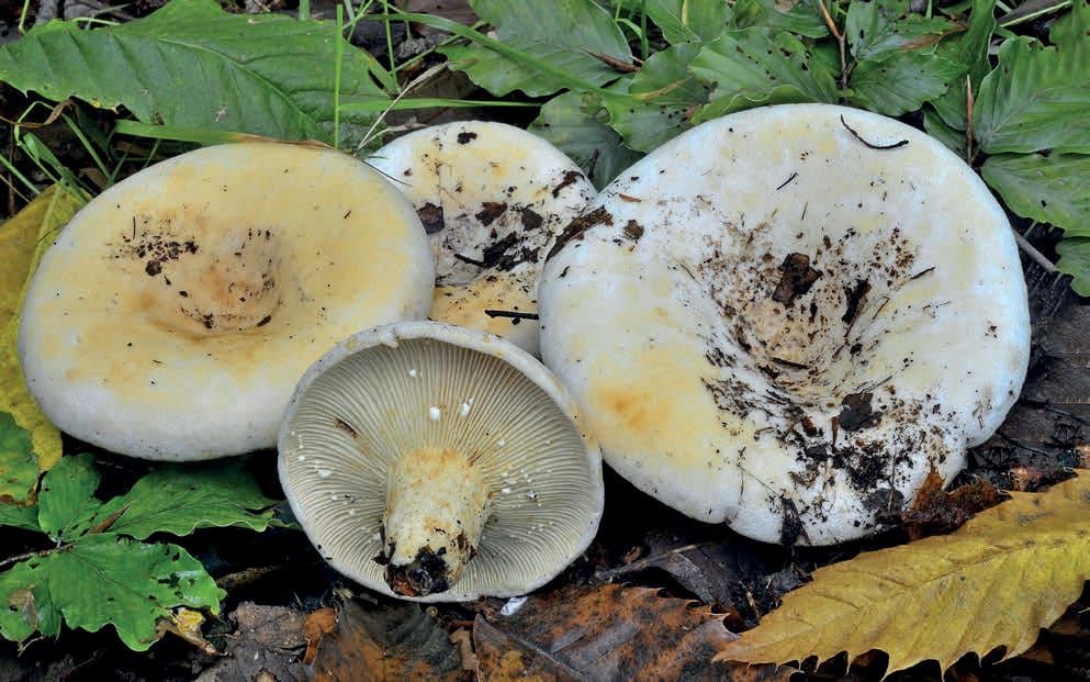 Lactifluus vellereus