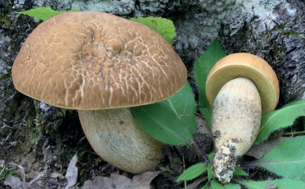 Leccinellum crocipodium