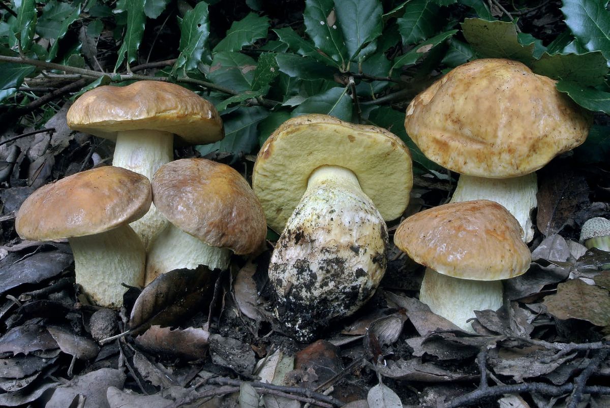Leccinellum lepidum