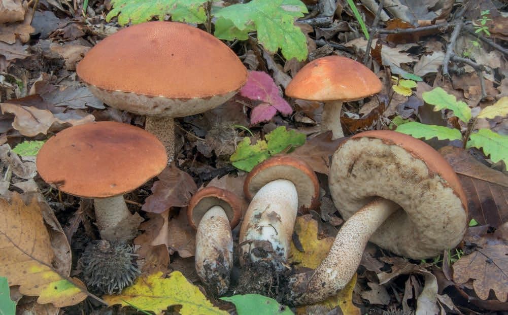 Leccinum aurantiacum