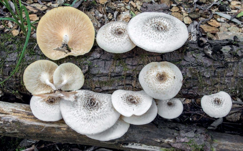 Lentinus tigrinus