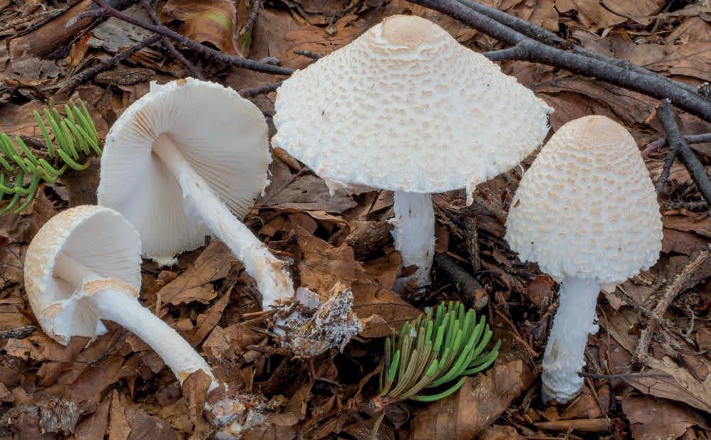 Lepiota clypeolaria