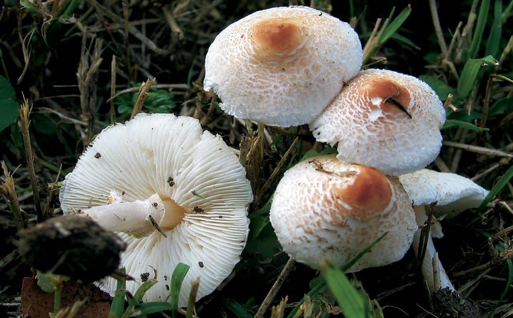 Lepiota cristata