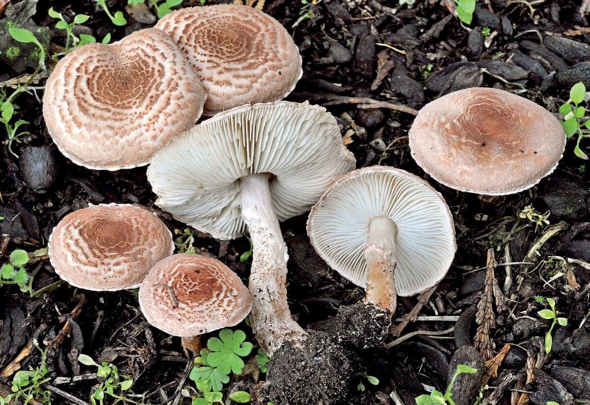 Lepiota subincarnata